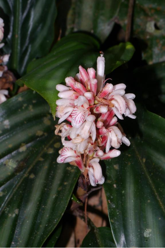 向阳而生,白头到老——闭鞘姜丨花颜鸟语