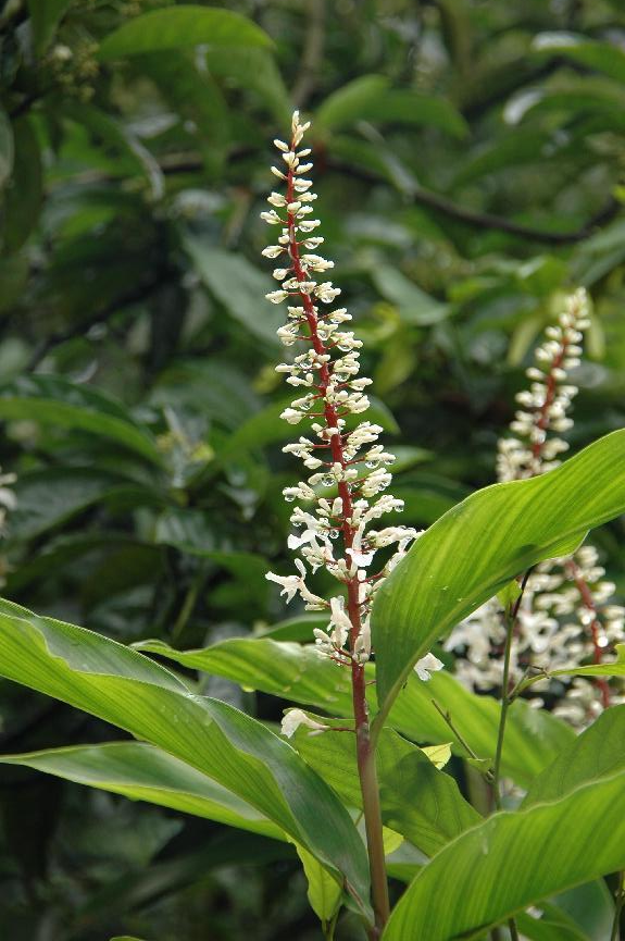 华山姜(徐晔春&nbsp;摄)