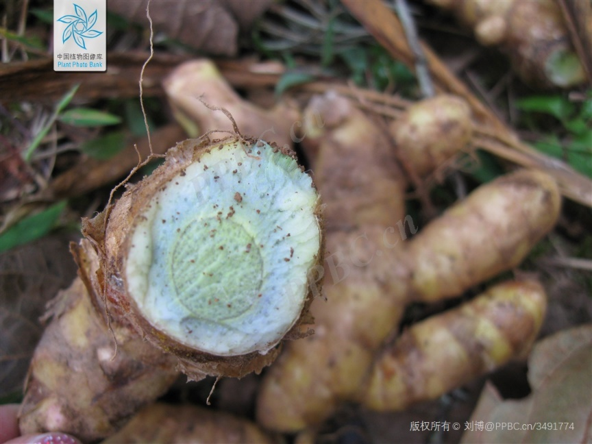 莪术根状茎断面(图片来源:中国植物志)