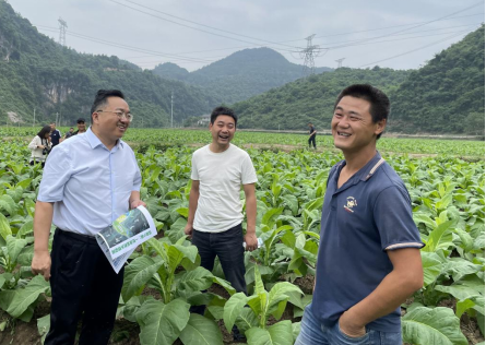 (图为湖南中烟一级高级经理刘兴拿着竹叶坪村发展规划在田间地头征求