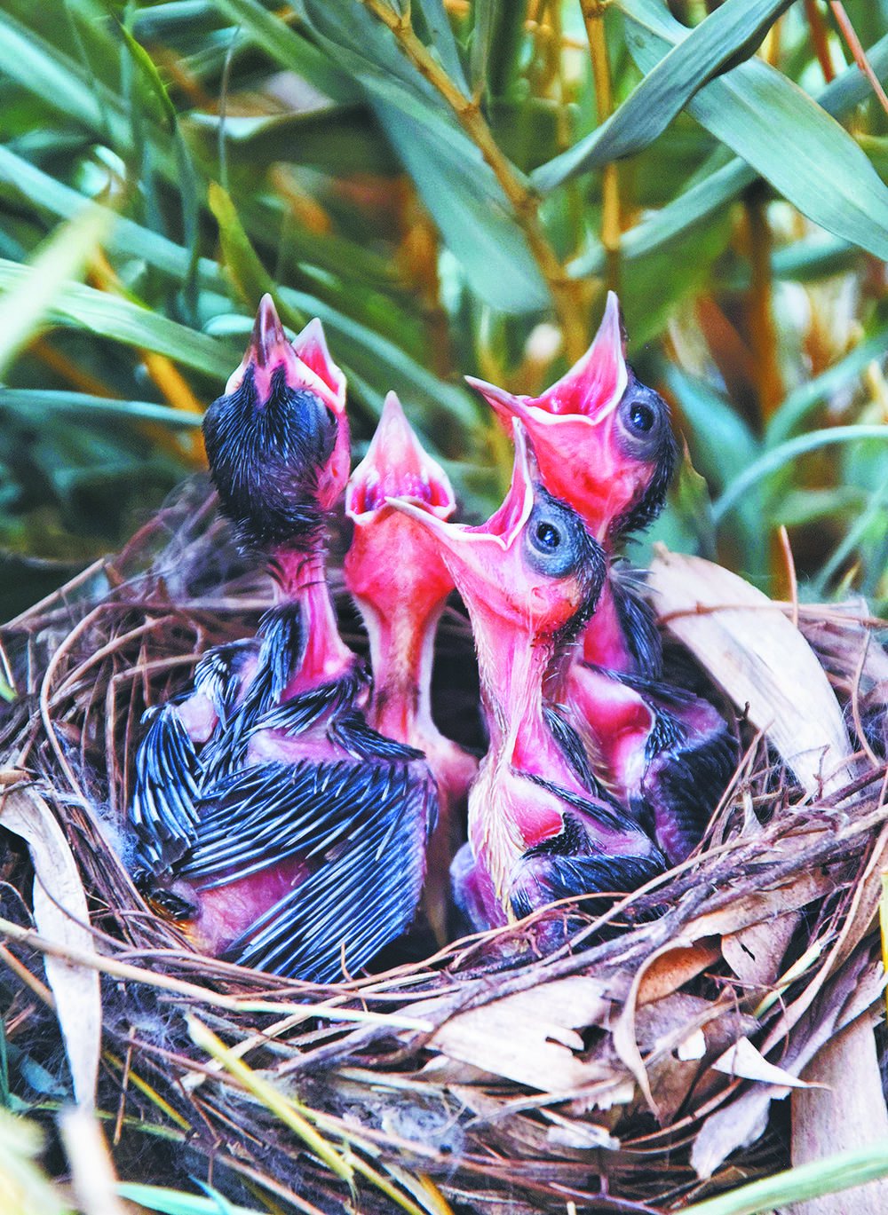 4只幼鸟嗷嗷待哺