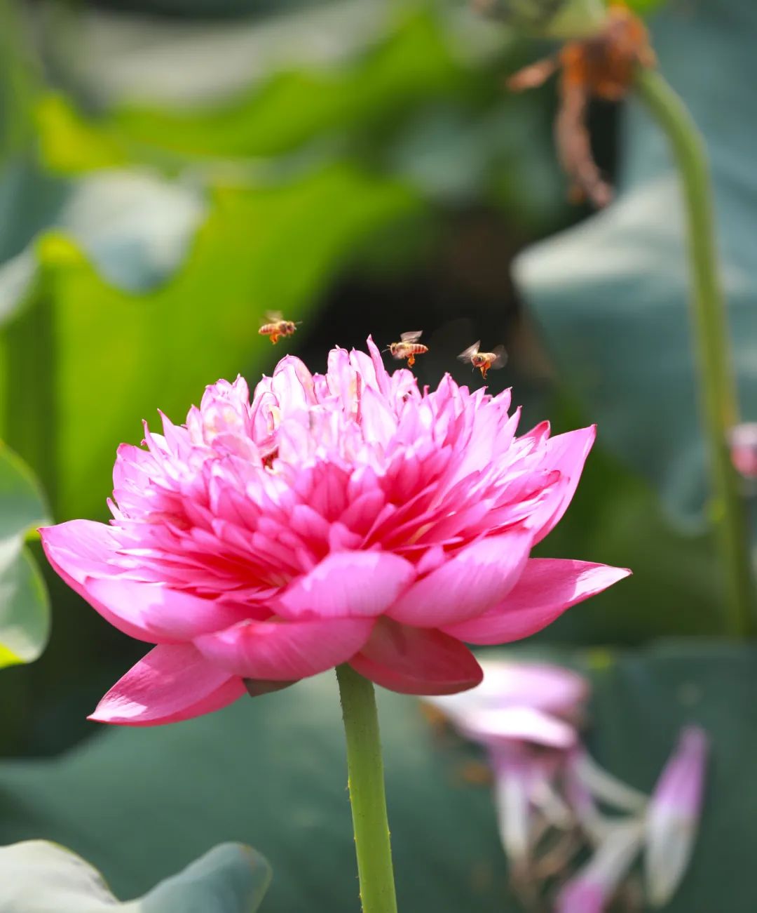 2023年6月15日,笔架河,三只小蜜蜂在荷花池忙碌.