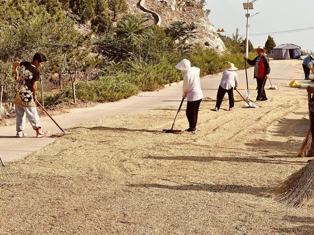 村民顶着烈日,晾晒铺在路边的小麦.新京报记者 王巍 摄