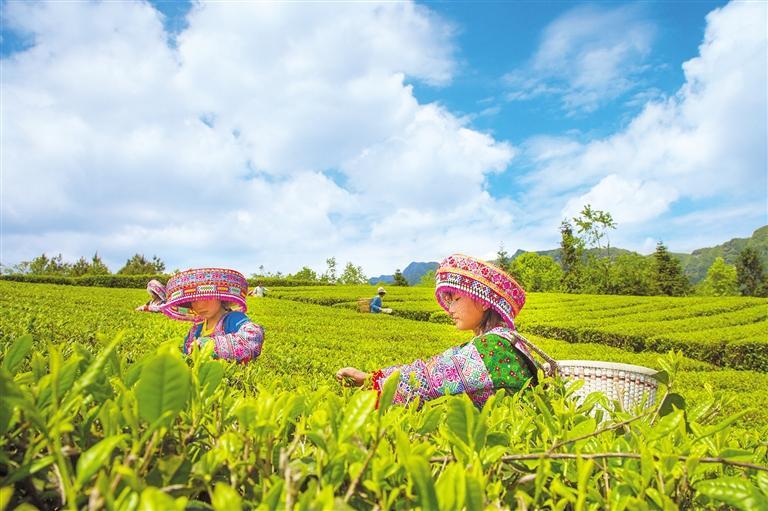 正安县土坪镇华尔山茶园. 赵永章 摄