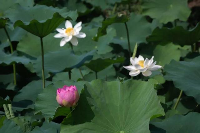 "荷"你邂逅,一起来打卡吧|唐招提寺_新浪财经_新浪网