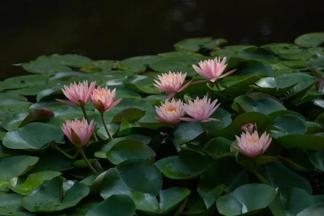 "荷"你邂逅,一起来打卡吧|唐招提寺_新浪财经_新浪网