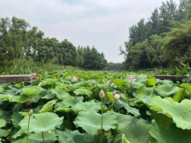 玫红重台,红舞裙,青菱红莲,白牡丹等唐招提寺莲,黄舞飞,友谊牡丹莲,粉