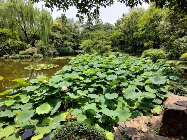 唐招提寺莲花图片