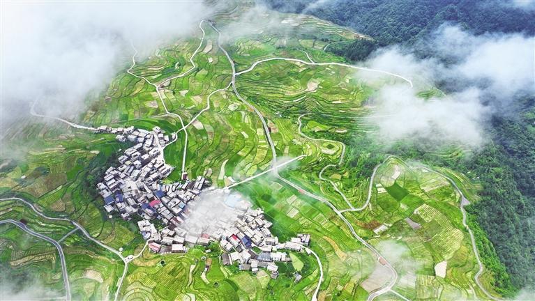 独山县影山镇紫林山村海花草基地. 刘航 摄