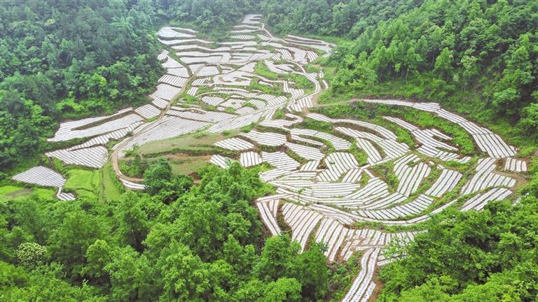 龙田镇都素村铜岩组西瓜种植基地. 陈昆 摄