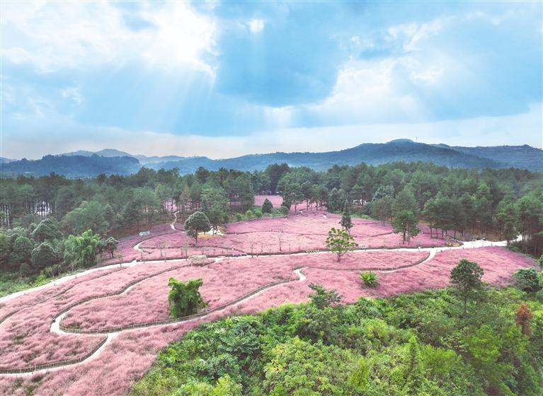 独山县拉然小镇,粉黛乱子草风光. 莫宇 摄