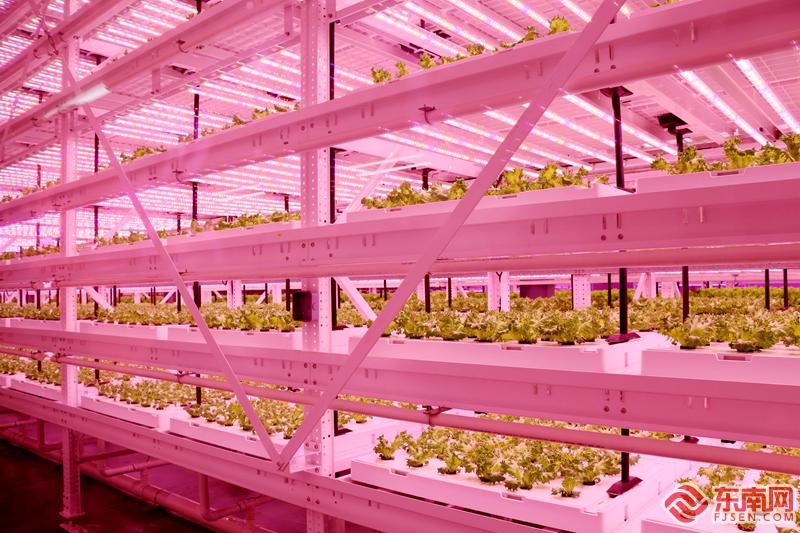 高质量发展调研行丨探秘全球单体最大的led植物工厂|植物工厂_新浪