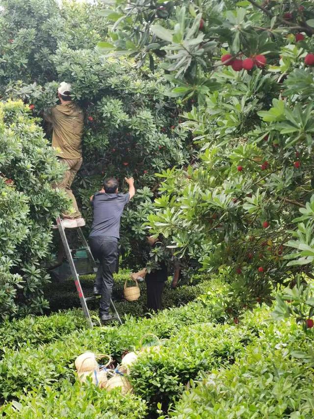 将杨梅树认养搬到了萧山优选平台,已经认养出