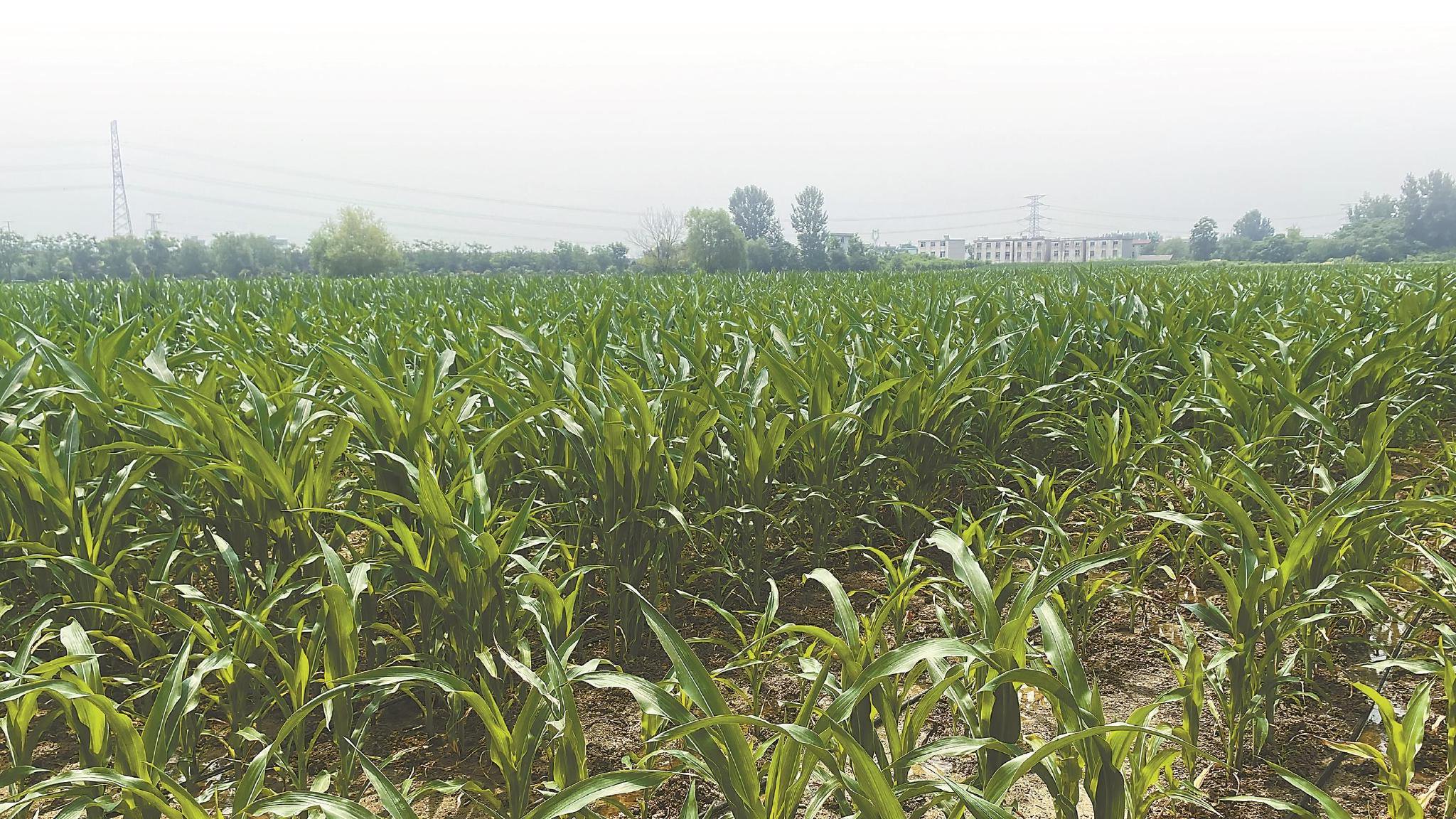 6月13日,在阜阳市颍州区西湖镇梳妆村的农田里,玉米已有半人多高,叶片