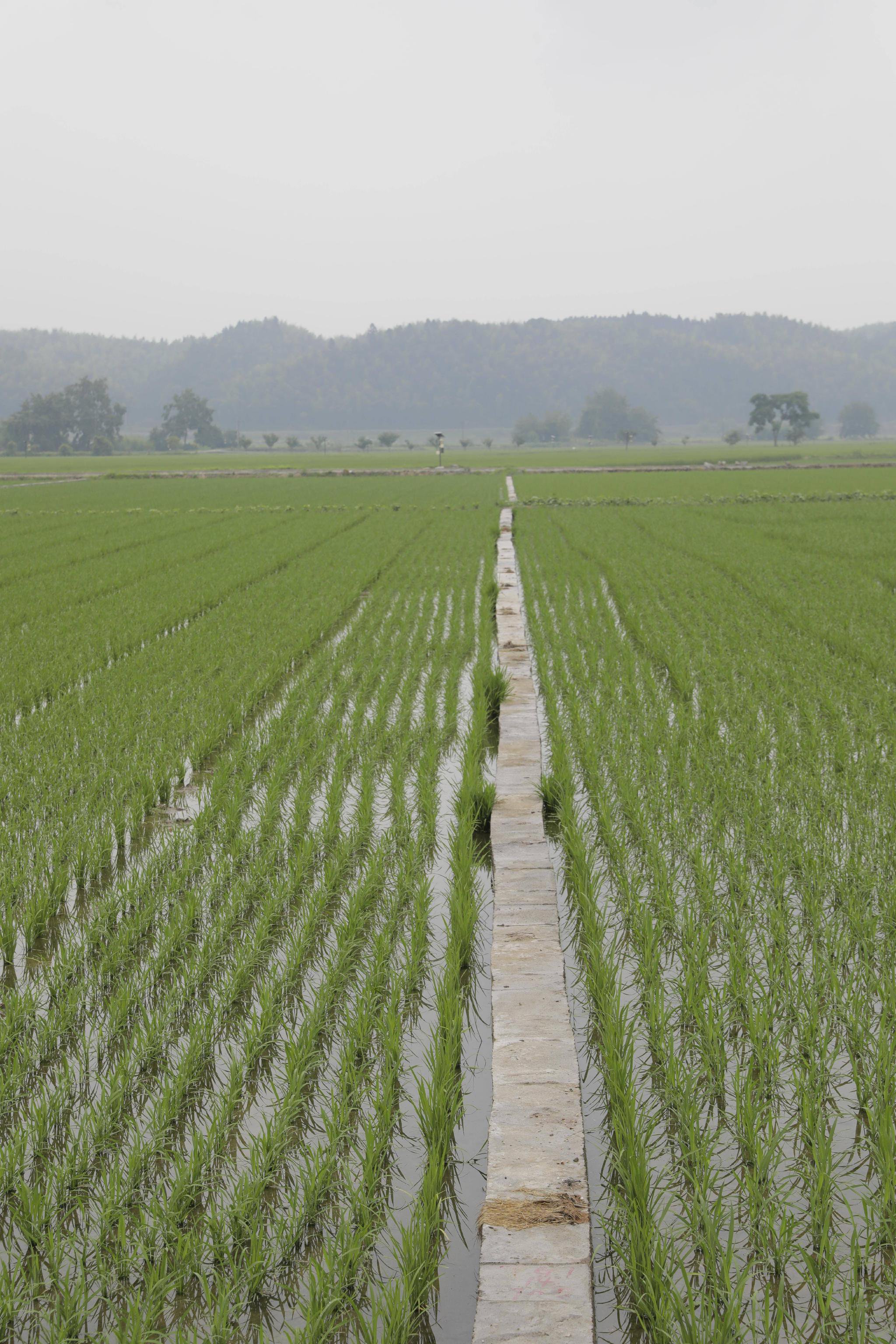 稻种越来越优,也越来越多,这些年,来自上海的优质稻种还有旱优3015,沪
