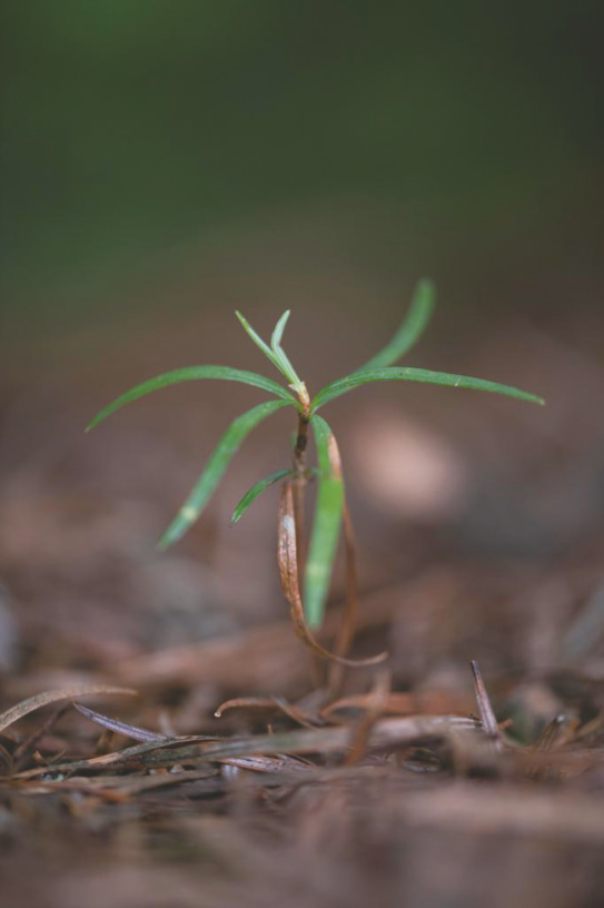 人工繁殖银杉开花挂果  "植物大熊猫"迎来新生