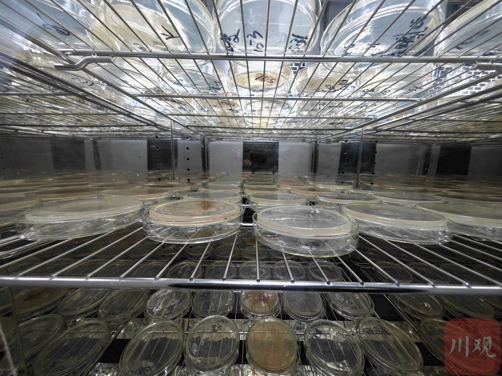 西部行丨川青携手 虫草深加工产品走出“深巷”