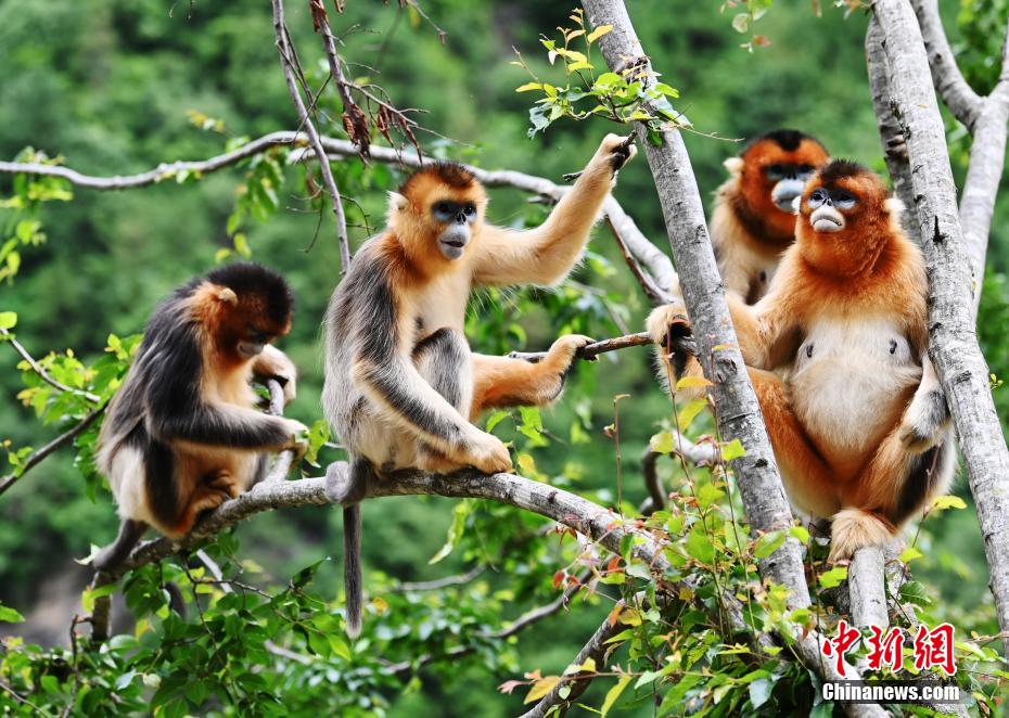 萌态十足的川金丝猴.安源摄