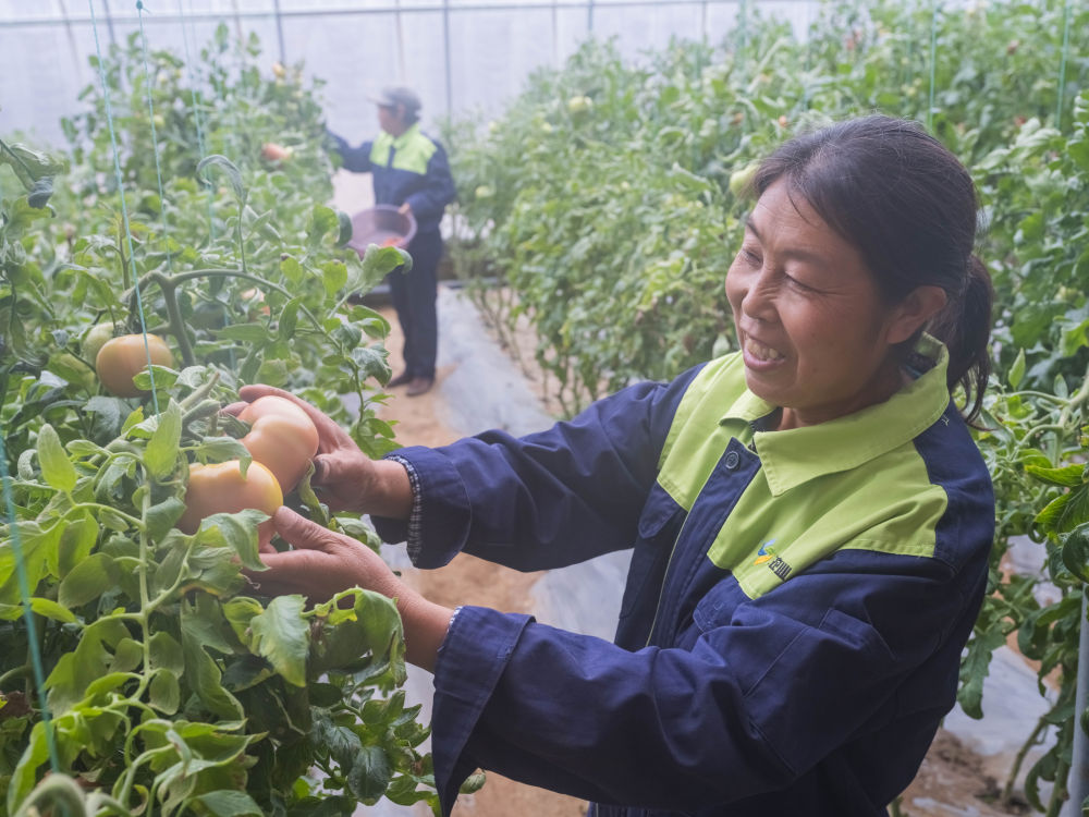 陕西神木龙华现代生态农业园内劳动的职业农民. 新华社记者刘彤 摄