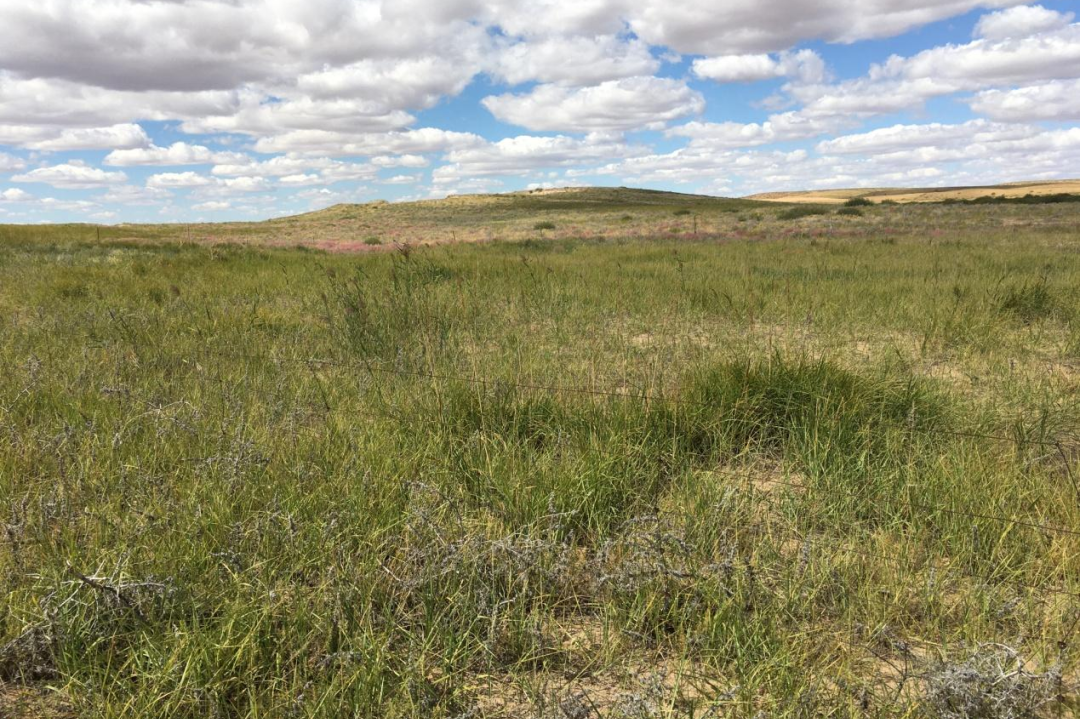 荒漠化治理的草原实践