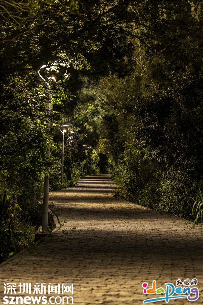 坝光木栈道夜景