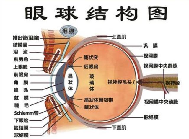 关注眼睛健康,松江医师教你守护明眸"视界"丨健康智慧屋