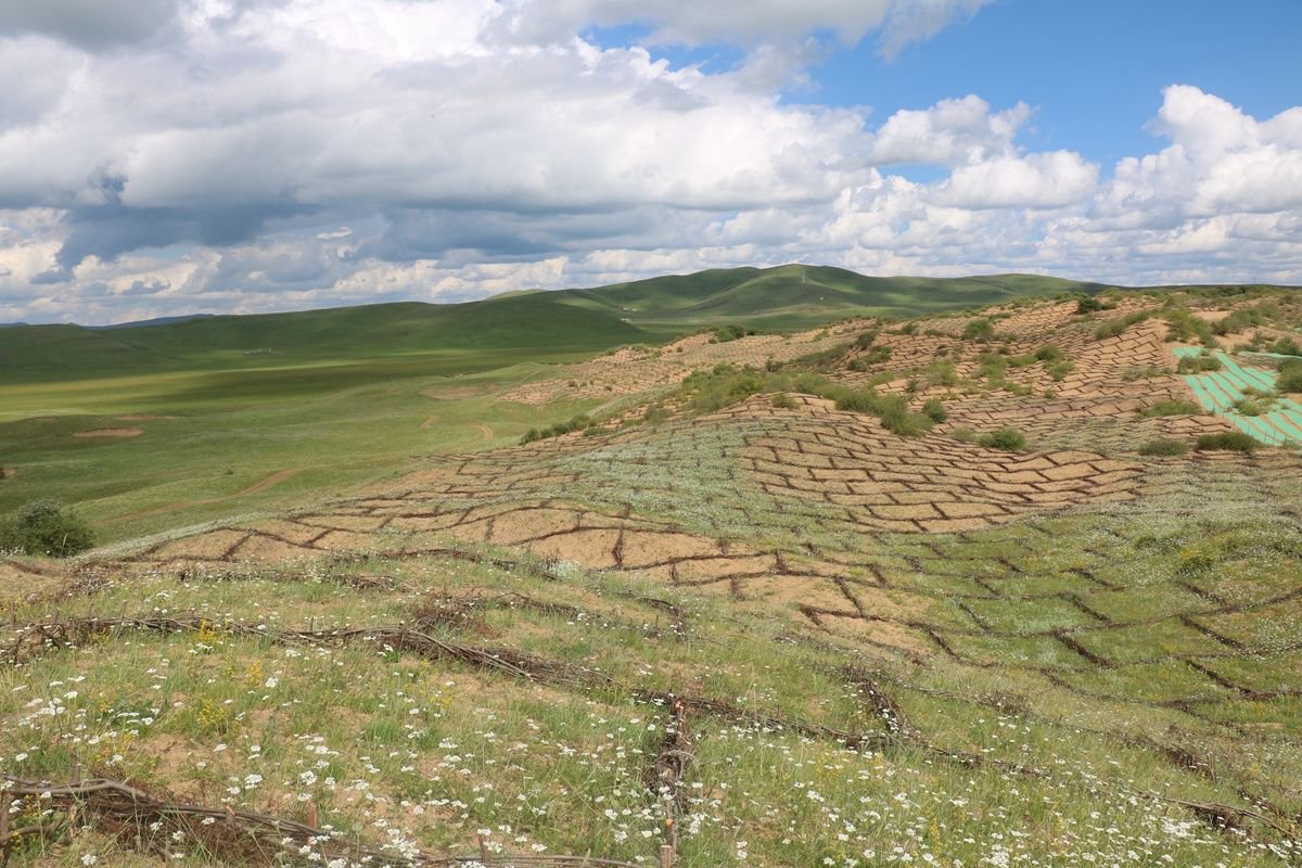 若尔盖县阿西镇荒漠化治理后. 若尔盖县林草局供图