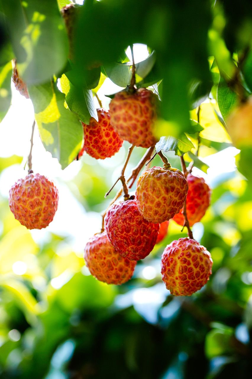 千百年来,荔枝一直是果中佳品 图源:图虫创意