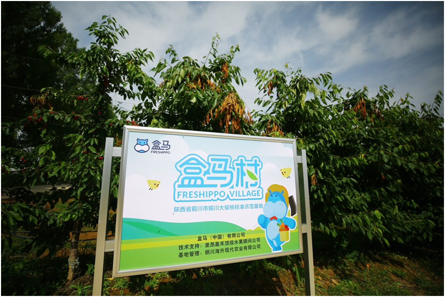 近日上市的国产车厘子来自陕西铜川盒马村