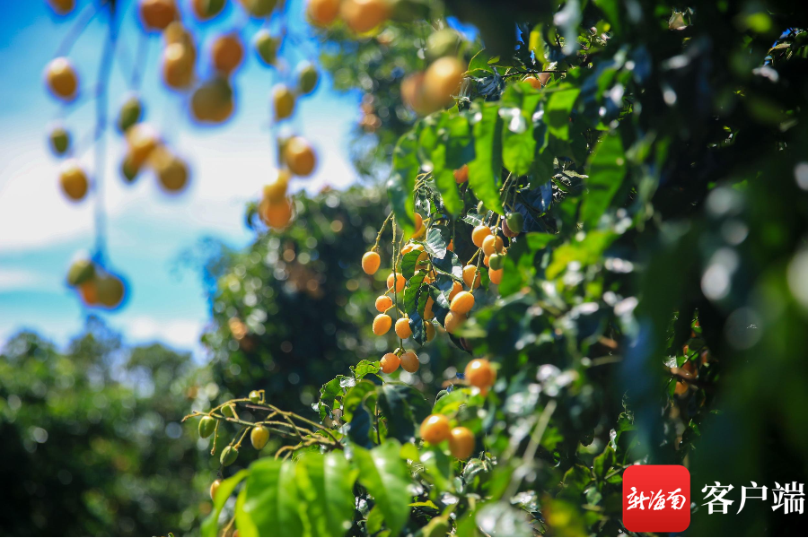 黄皮挂满枝头.图片由儋州融媒体中心记者羊文彪提供