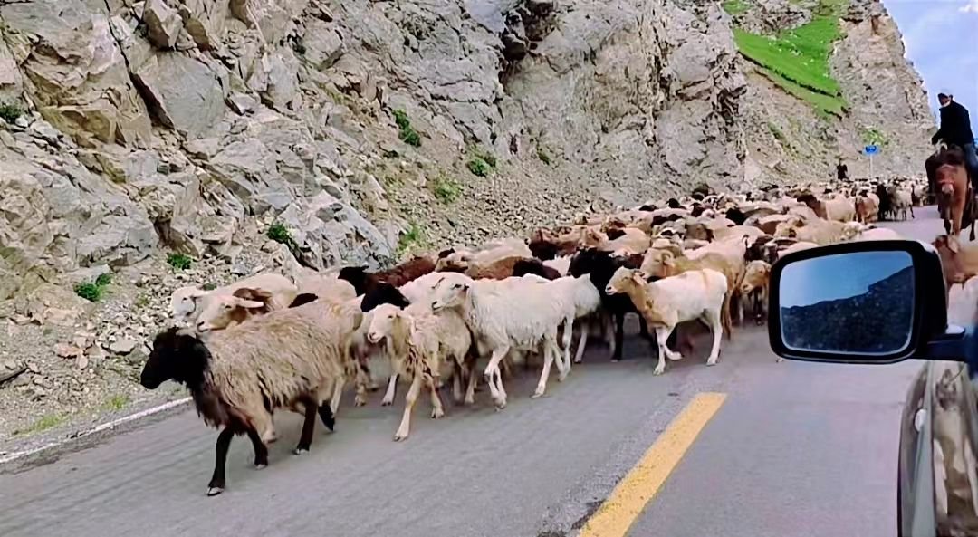 独库公路上牛羊成群，图片来源：受访者提供