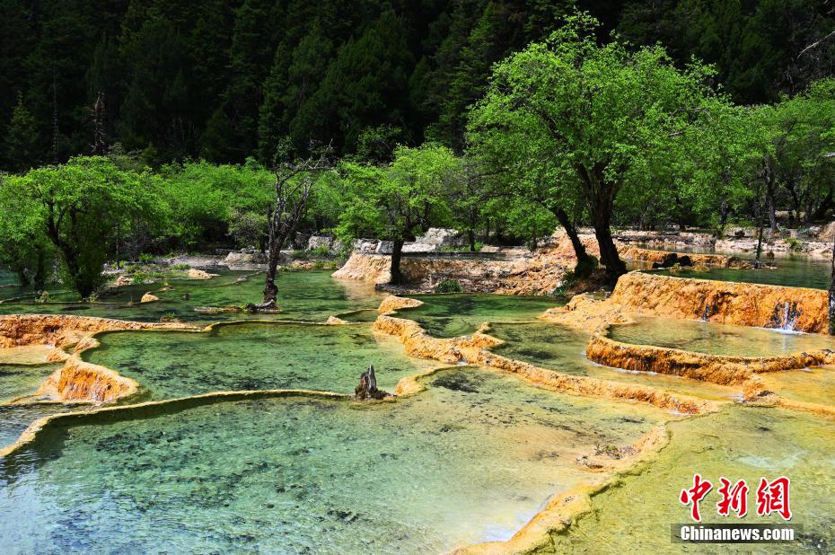 图为盆景池风光.安源摄