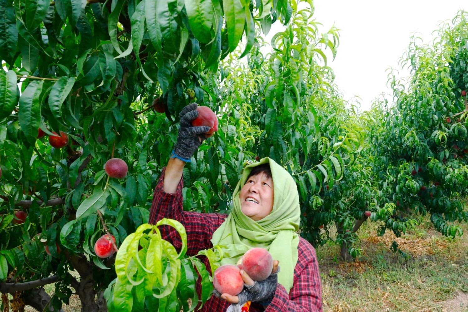 图为河北省永清县龙虎庄乡前店村瑞云山农产品专业合作社内,果农正在