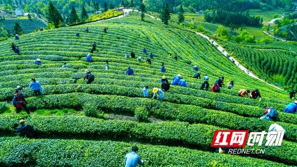 但在2022年初,欧盟市场对茶叶农残标准提高,从而对宜红茶的品控提出更