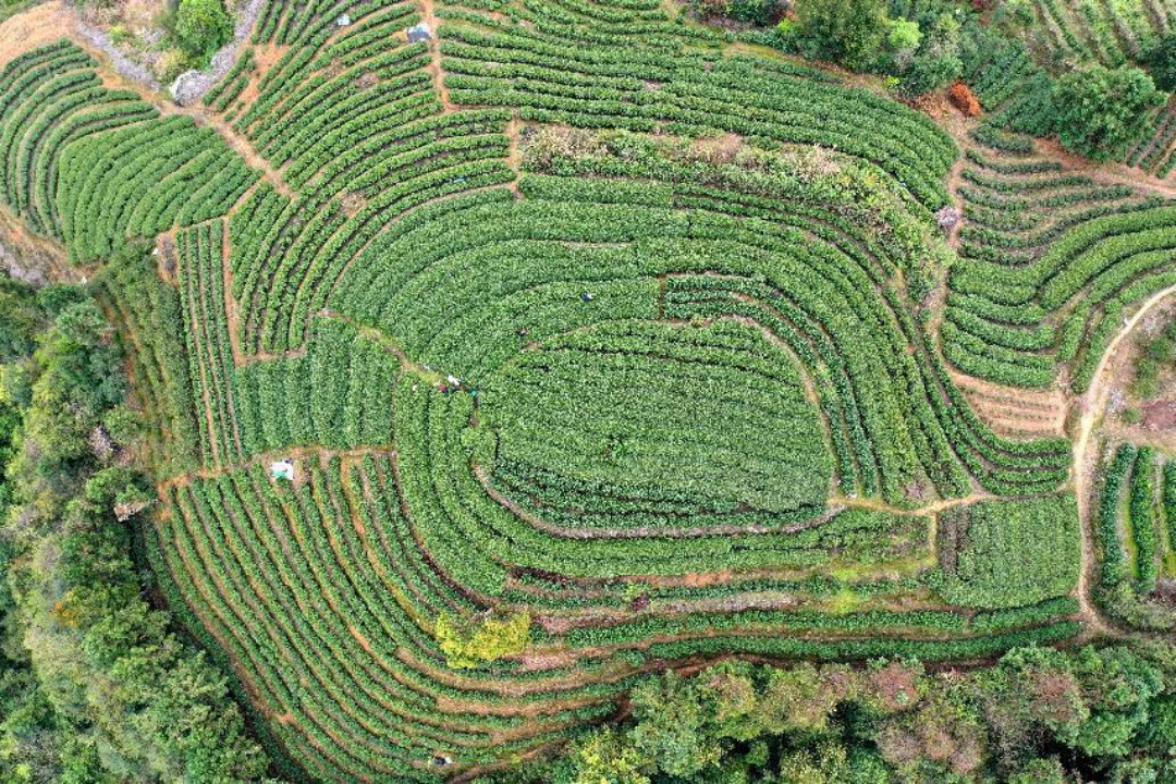 福鼎茶山(朱乃章摄)