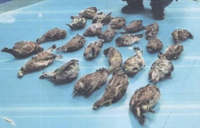 吉林新观察丨保护黑土地,水资源和濒危野生动物法律在行动