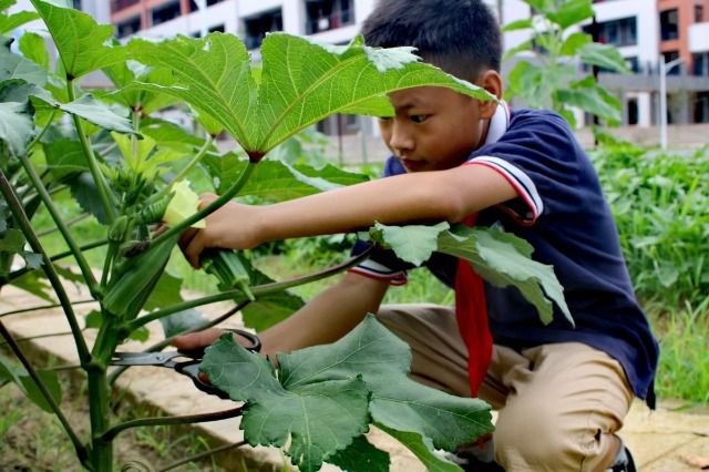 学生正在采摘蔬菜.学校供图