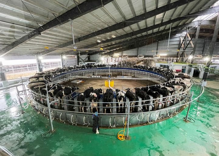 这是5月7日在甘肃武威金宇浩睿农牧产业园拍摄的转盘式挤奶机上的