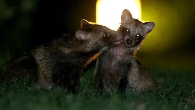 成年貉舔舐它的孩子&nbsp