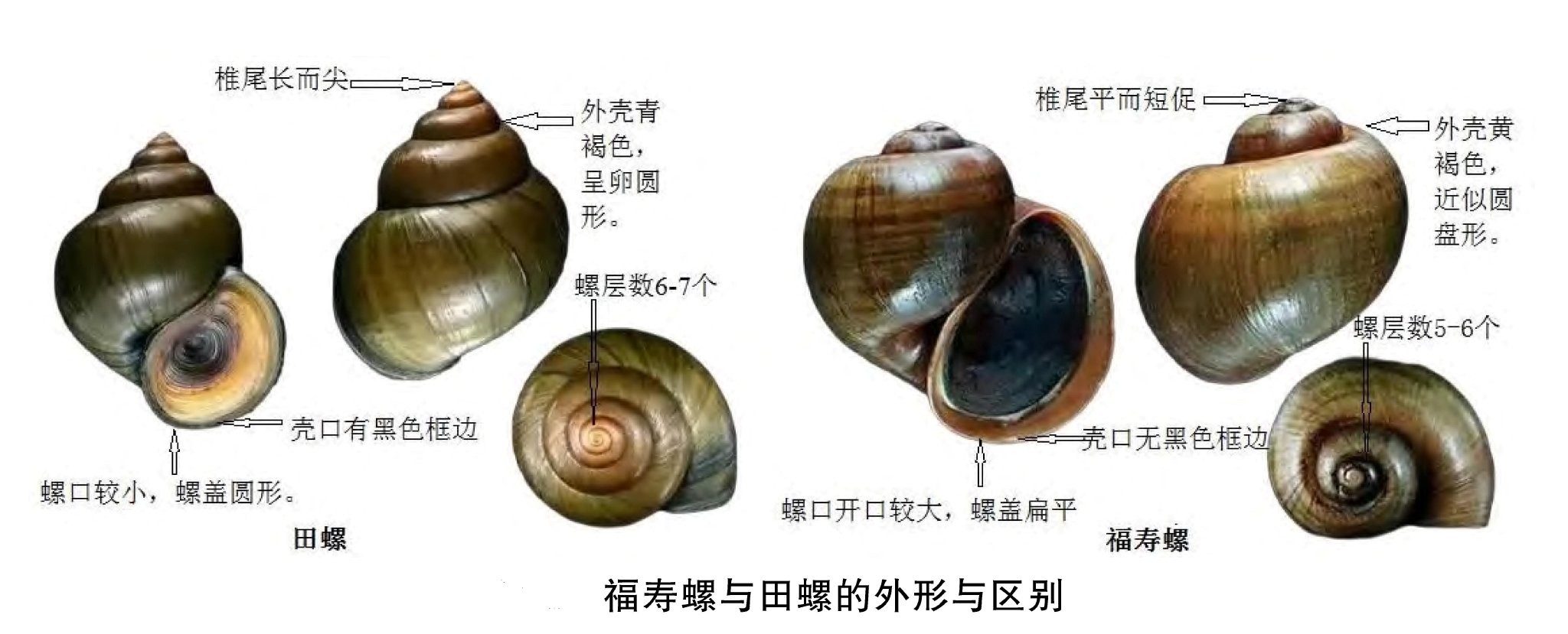 形状:福寿螺更偏圆盘形,而田螺一般是长圆锥形或卵圆形
