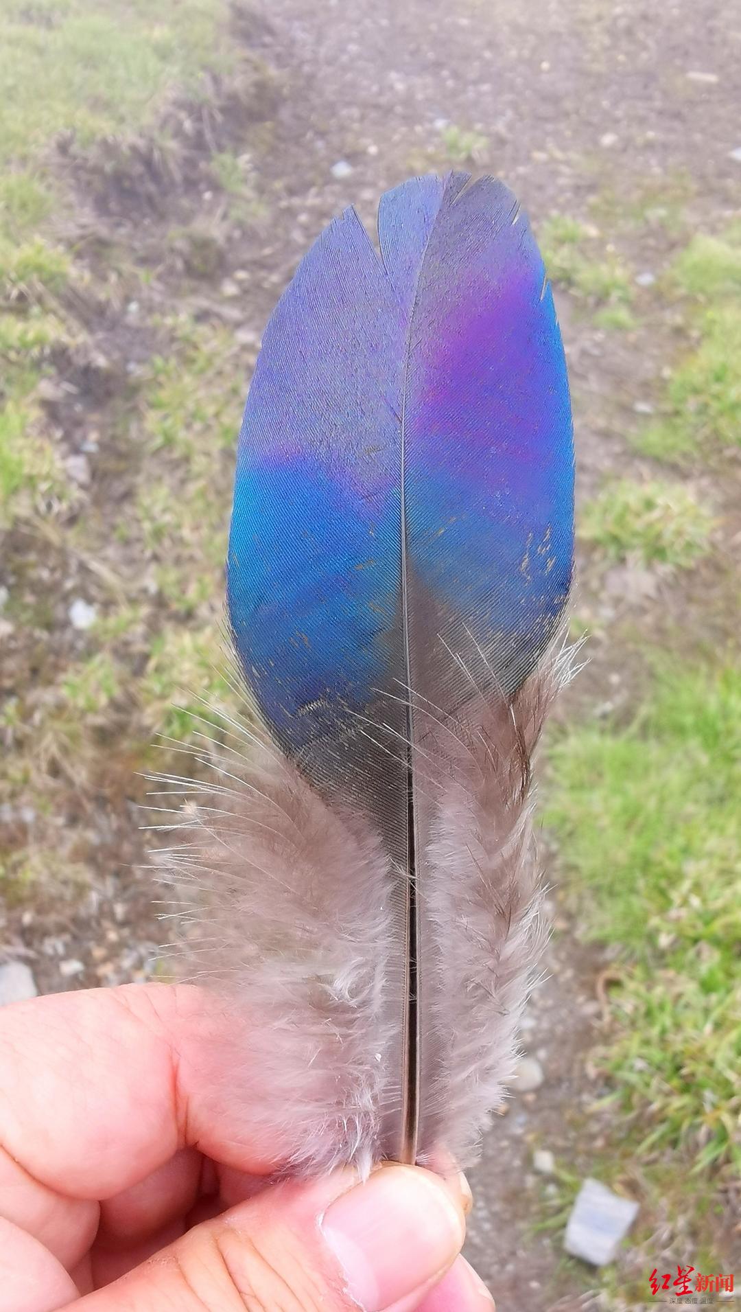 ↑何斌捡到绿尾虹雉的羽毛