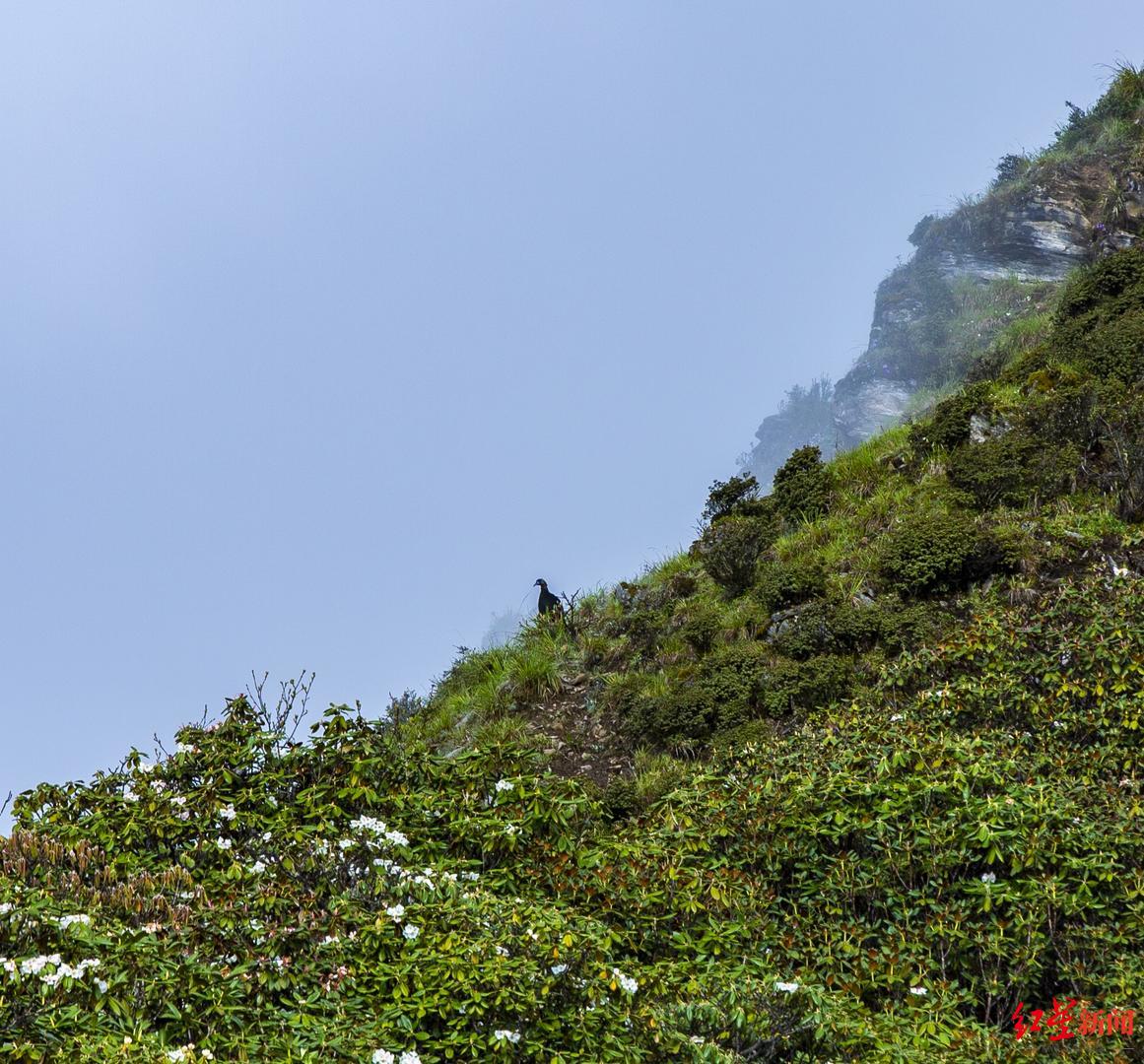 ↑何斌在雅安芦山拍摄到的“蜀山彩虹”绿尾虹雉