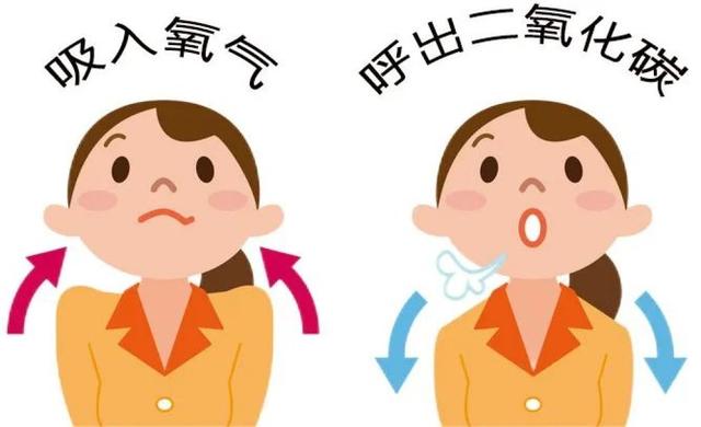 为什么深呼吸可以平复激动情绪?原因是
