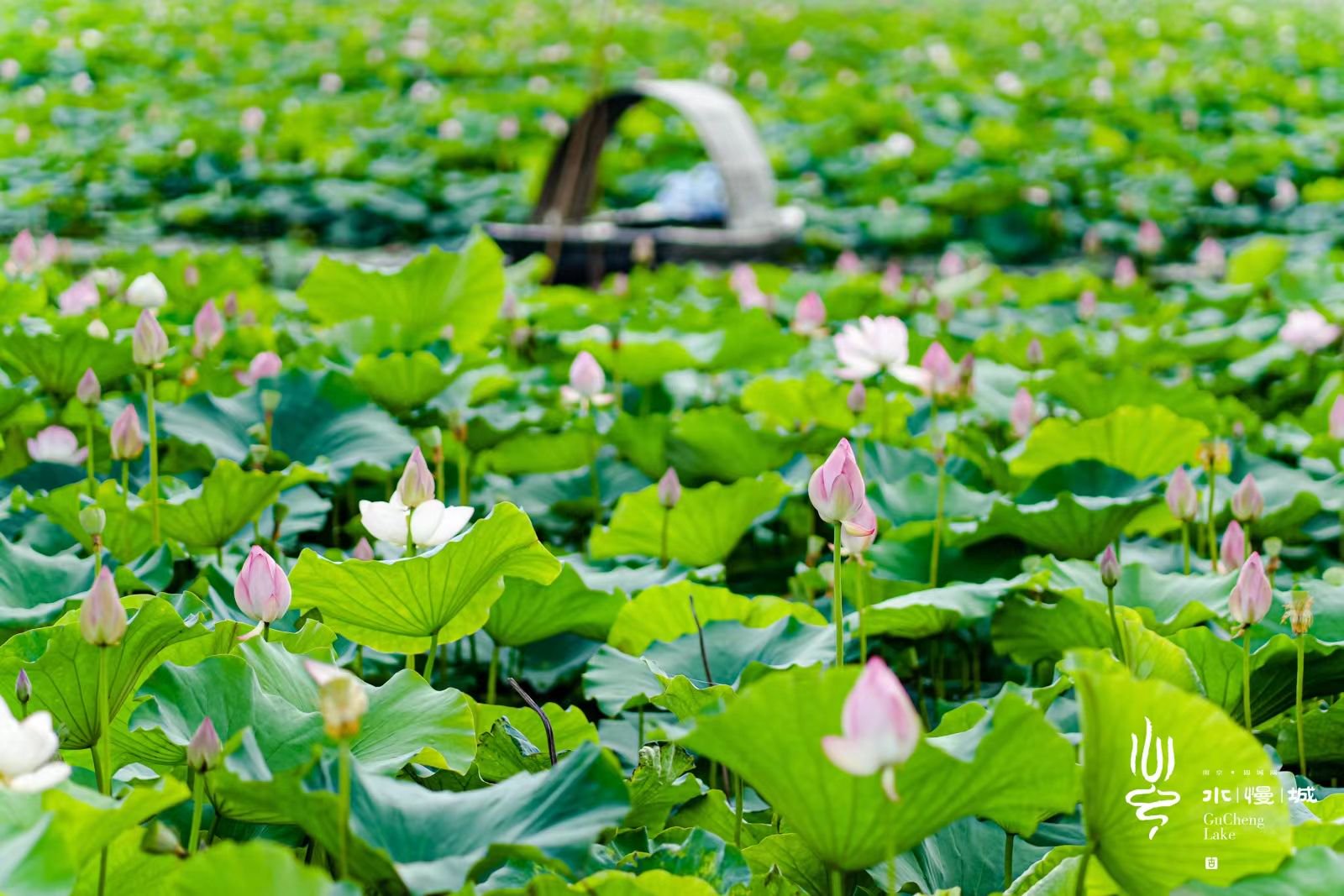 第十五届高淳固城湖水慢城荷花旅游节开幕_新浪财经_新浪网