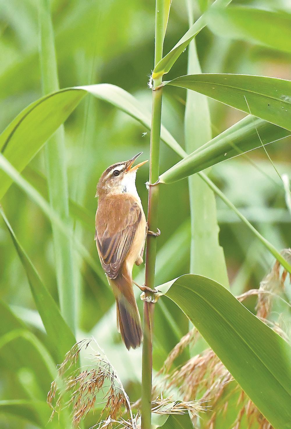 泉州观鸟学会的成员在晋江和安溪先后发现远东苇莺和虎纹伯劳两种鸟类