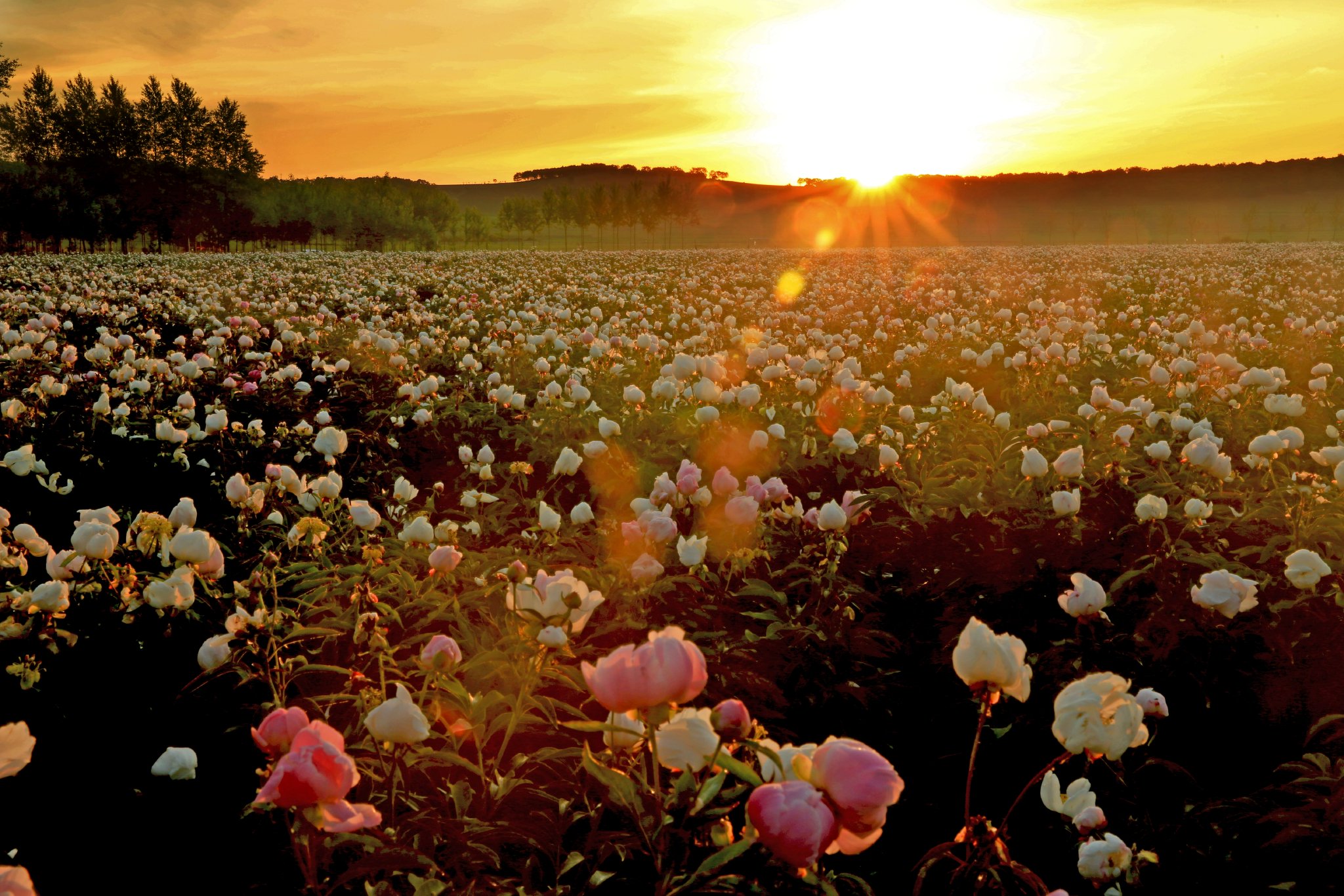 内蒙古扎兰屯市达斡尔民族乡巴图九村的万亩芍药基地.(摄影/王秋花)