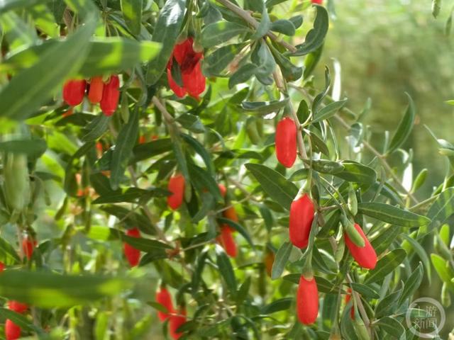 枸杞树上挂满了鲜嫩饱满的红果枸杞.