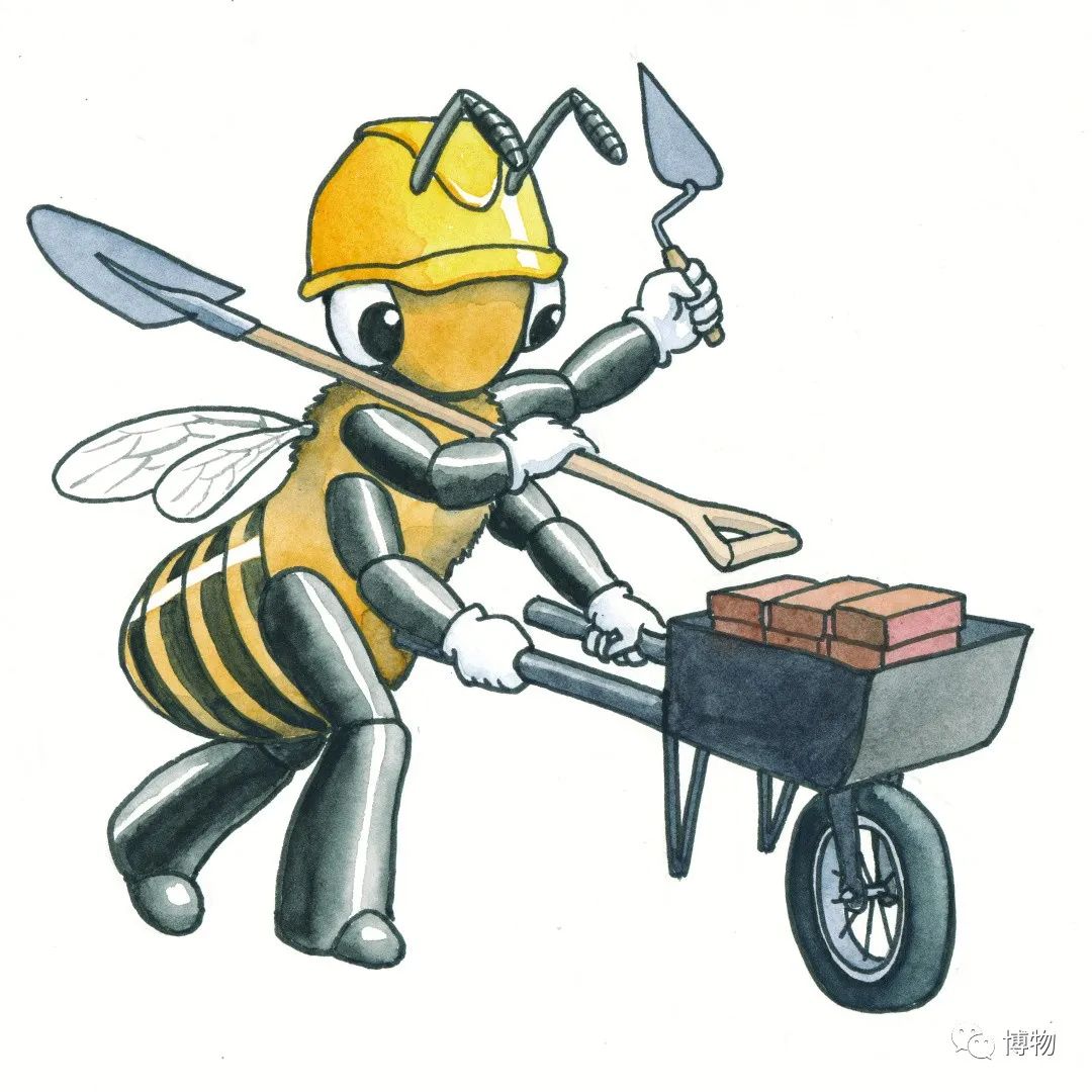 原来工蜂换工作比你还勤?