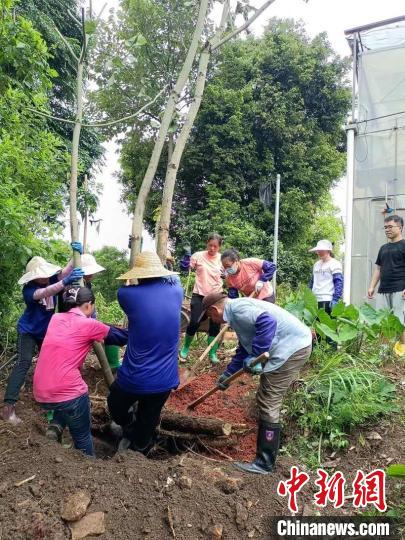 迁地种植现场丹霞山管委会供图