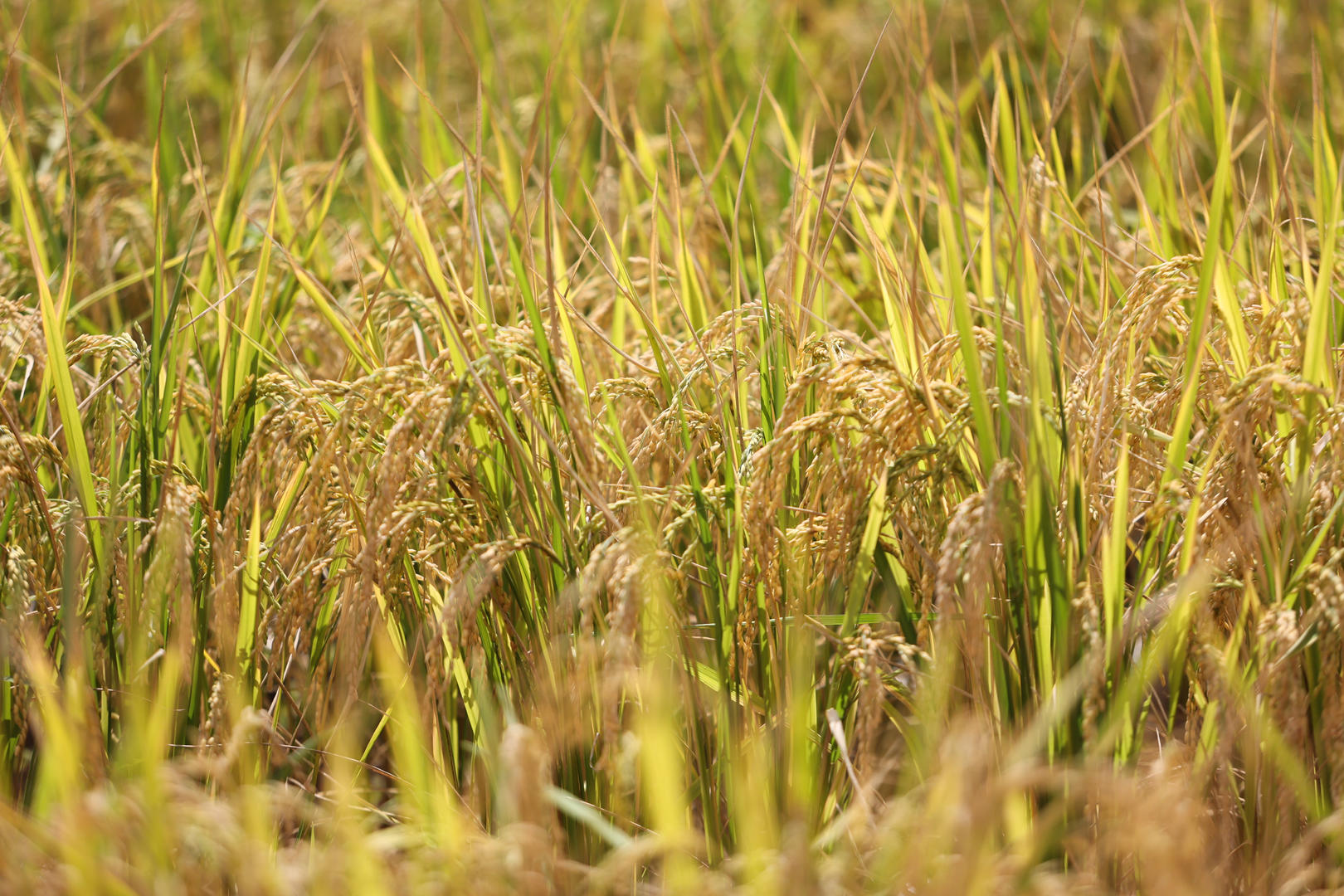 ↑资料图：旱栽水稻清香四溢，丰收在望。图/ICphoto